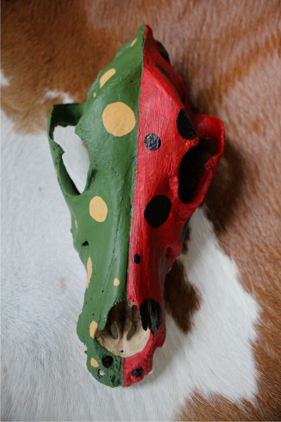 Ceremonial Skull, Shaman Native American - Imagen 5