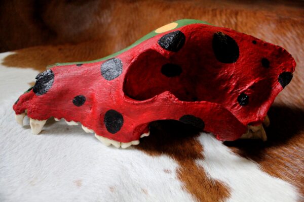 Ceremonial Skull, Shaman Native American - Imagen 4