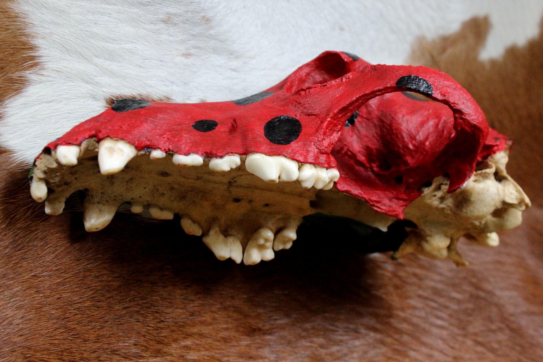 Ceremonial Skull, Shaman Native American - Imagen 3