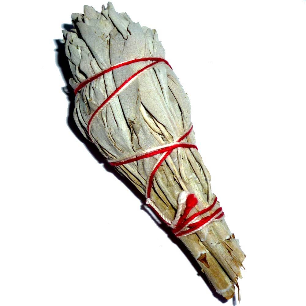 White Sage Tulip - Imagen 4