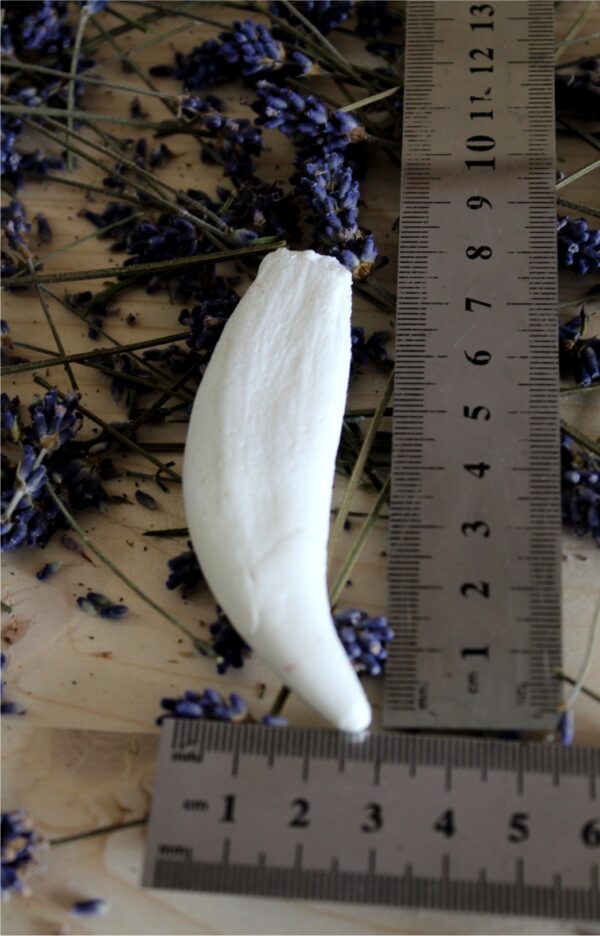 Grizzly Fang, Museum Quality Replica - Imagen 6