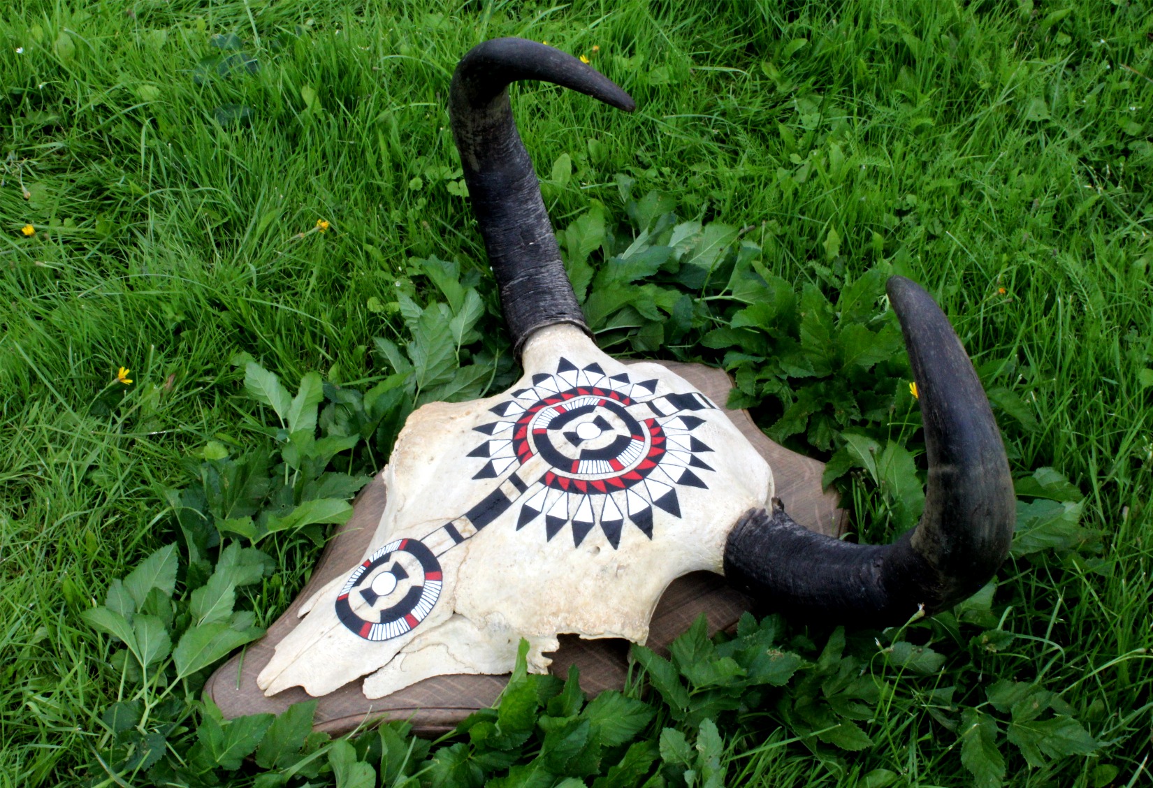Hand Painted Buffalo Skull - Imagen 6
