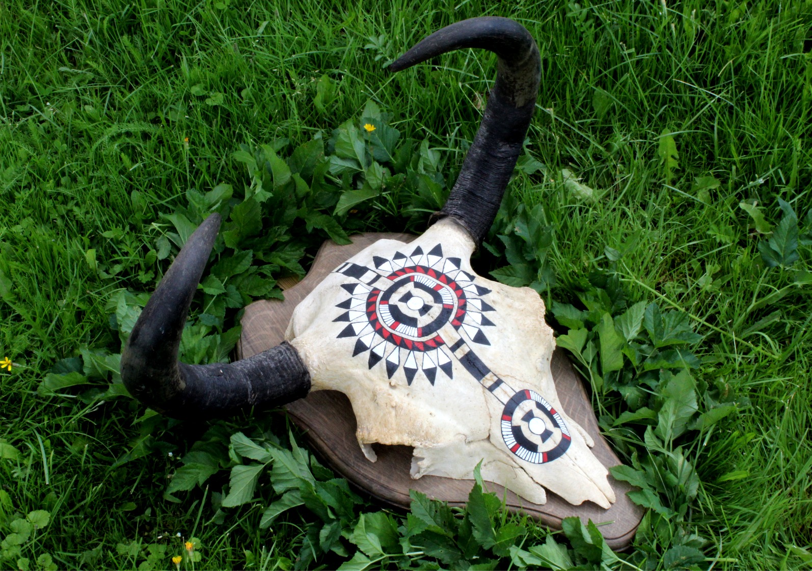 Hand Painted Buffalo Skull - Imagen 5