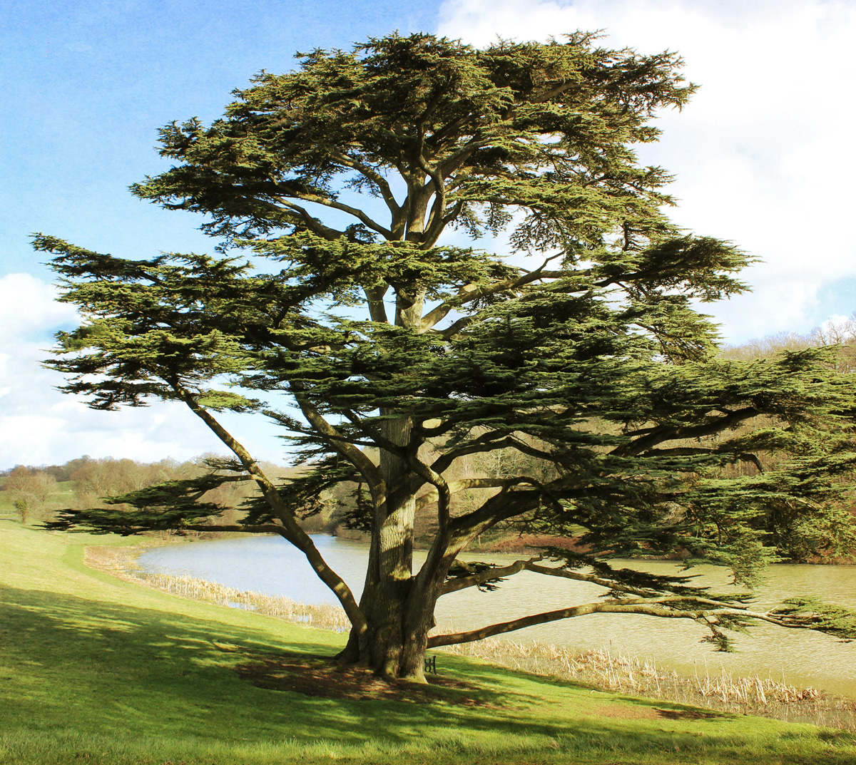 Rapé Cedar (Very, very Strong) - Imagen 2