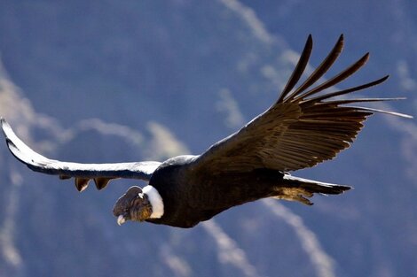 Rapé Condor (Very, very Strong) - Imagen 2