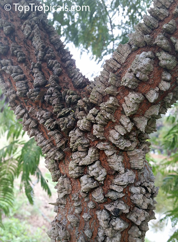 Rapé Parica (Strong) - Imagen 3